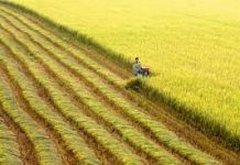 Phát triển nông nghiệp bền vững theo tinh thần nghị quyết đại hội XII của Đảng