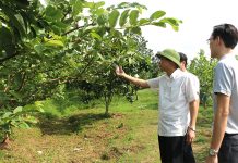 Hướng đi mới trong xây dựng nông thôn mới ở huyện Lâm Thao, tỉnh Phú Thọ