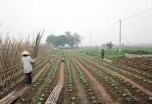 Từ thực tế việc làm của lao động nông thôn – một số khuyến nghị chính sách về cơ cấu ngành nghề, việc làm nông thôn hiện nay