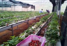 Giải pháp phát triển nông nghiệp công nghệ cao tại tỉnh Sơn La