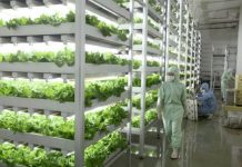 Phát triển nguồn nhân lực nông nghiệp chất lượng cao