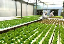 Ứng dụng khoa học – công nghệ vào sản xuất nông nghiệp: Thành tựu, hạn chế và giải pháp tháo gỡ