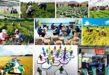 Đẩy mạnh phát triển kinh tế tập thể, hợp tác xã nông nghiệp gắn với chuỗi giá trị sản phẩm