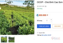 Digital marketing góp phần nâng tầm thương hiệu chè Thái Nguyên