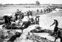 Ý nghĩa của phong trào hợp tác hóa nông nghiệp với sự nghiệp xây dựng hậu phương miền Bắc giai đoạn 1954 – 1975