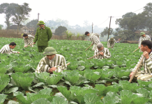 Công tác giáo dục, cải tạo phạm nhân từ góc nhìn tâm lý học hoạt động của lực lượng Cảnh sát nhân dân