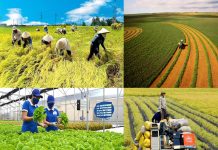 Phát triển kinh tế tư nhân trong nông nghiệp ở tỉnh Đồng Tháp hiện nay