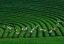 Kinh tế tuần hoàn trong phát triển nông nghiệp bền vững ở Việt Nam