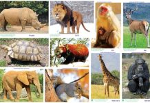 Kinh nghiệm quốc tế về áp dụng pháp luật trong đấu tranh phòng, chống tội phạm xâm hại động vật hoang dã – Giá trị tham khảo cho Việt Nam