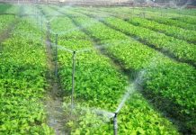 Ứng dụng công nghệ cao vào sản xuất nông nghiệp ở tỉnh Bắc Giang