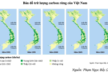 Thúc đẩy hình thành thị trường carbon rừng ở Việt Nam