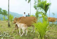 Thực tiễn các chính sách hỗ trợ sinh kế cho nông hộ tại Việt Nam