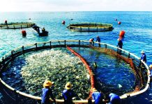 Nâng cao vai trò lãnh đạo của cấp ủy trong chống khai thác thủy sản bất hợp pháp, phát triển bền vững ngành Thủy sản ở Quảng Ngãi