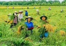 Hiệu quả của mô hình sản xuất rươi – lúa hữu cơ và hàm ý chính sách phát triển nông nghiệp bền vững