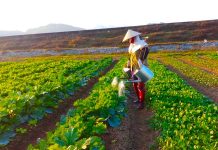 Nâng cao hiệu quả sử dụng đất nông nghiệp nhằm hướng tới tăng trưởng xanh tại vùng đồng bằng sông Hồng – thực trạng và giải pháp