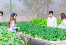 Giải pháp phát triển nông nghiệp xanh ở thành phố Hà Nội