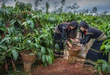 Liên kết vùng trong phát triển nông nghiệp bền vững: nghiên cứu trường hợp tỉnh Đắk Lắk