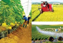 Liên kết sản xuất theo chuỗi giá trị để phát triển nông nghiệp bền vững ở thành phố Hà Nội