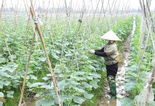 Thực trạng quản lý nông nghiệp thông minh trên địa bàn thành phố Hải Phòng