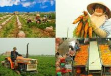 Phát triển nguồn nhân lực chất lược cao cho khu vực kinh tế tập thể, hợp tác xã trong bối cảnh mới