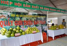 Tăng cường quản lý và khai thác thương mại đối với thương hiệu bưởi Đoan Hùng dựa trên chỉ dẫn địa lý