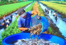 Giải pháp tạo việc làm bền vững cho người lao động vùng đồng bằng sông Cửu Long