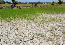 Tác động của biến đối khí hậu đến sản xuất nông nghiệp vùng đồng bằng sông Cửu Long