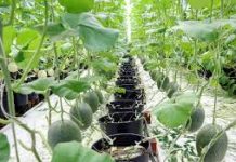 Đẩy mạnh ứng dụng khoa học – công nghệ trong phát triển nông nghiệp công nghệ cao ở thành phố Hải Phòng hiện nay