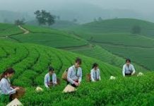 Giải pháp phát huy vai trò của yếu tố văn hoá trong xây dựng mô hình nông nghiệp sinh thái ở tỉnh Phú Thọ