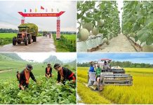 Hiệu quả từ những mô hình giảm nghèo bền vững – Thực tiễn tại tỉnh Đồng Tháp