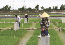 Giải pháp chính sách thúc đẩy phát triển bền vững mô hình chuỗi kinh tế tuần hoàn ngành phân bón hữu cơ tại đồng bằng sông Cửu Long