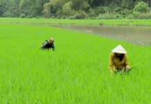 Giải pháp phát triển kinh tế tư nhân trong nông nghiệp xanh ở tỉnh An Giang