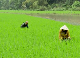 Giải pháp phát triển kinh tế tư nhân trong nông nghiệp xanh ở tỉnh An Giang
