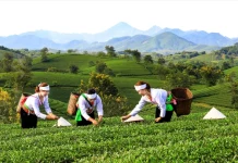 Phát triển vùng sản xuất nông nghiệp chuyên canh tập trung ở tỉnh Phú Thọ: những vấn đề đặt ra từ góc độ quản lý nhà nước