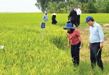Thực thi chính sách phát triển lúa chất lượng cao, phát thải thấp tại thành phố Cần Thơ