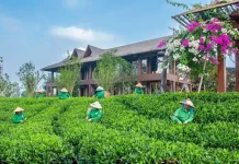 Tác động của chuyển đổi số đến sản lượng cây chè: Thực nghiệm tại Việt Nam