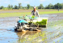 Chuyển đổi đất trồng lúa sang mục đích đất nông nghiệp khác gắn với phát triển bền vững ở vùng đồng bằng sông Cửu Long
