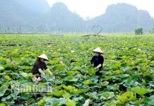 Một số giải pháp phát triển mô hình kinh tế tuần hoàn ở tỉnh Ninh Bình