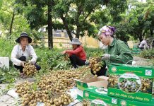 Phát triển nông nghiệp công nghệ cao tại Hưng Yên: Vai trò hạt nhân của doanh nghiệp tư nhân