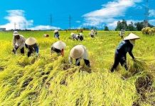 Lợi ích nông dân trong chuyển đổi nông nghiệp phát thải thấp: kinh nghiệm quốc tế và bài học cho Việt Nam