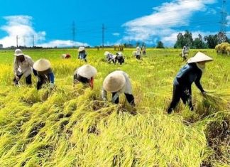 Lợi ích nông dân trong chuyển đổi nông nghiệp phát thải thấp: kinh nghiệm quốc tế và bài học cho Việt Nam