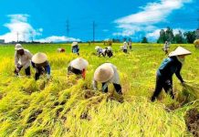 Phát huy vị thế chủ thể của nông dân Đồng bằng sông Hồng trong quá trình phát triển kinh tế nông nghiệp hiện nay